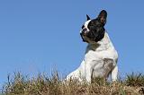 BOULEDOGUE FRANCAIS 525